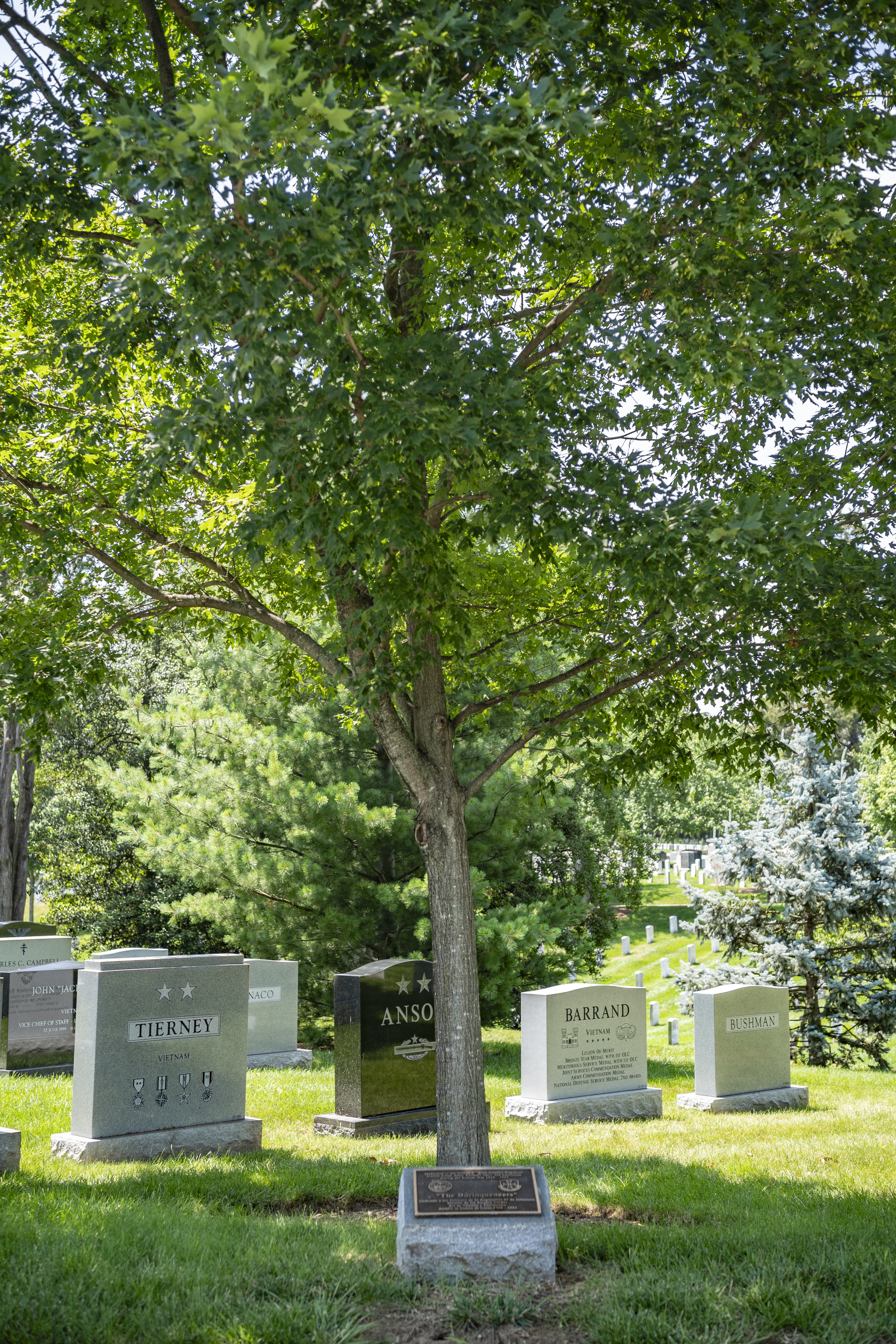 memorial tree dedicated to the Puerto Rican soldiers of the 65th Infantry 